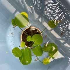 ダルマ メダカの画像