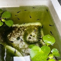 【めだか】オロチヒレナガ　メダカ　1匹200円　若魚サイズ