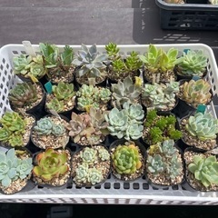 多肉植物F   　1ポット100円