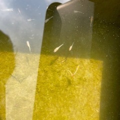 レッドクリフ紅白の画像