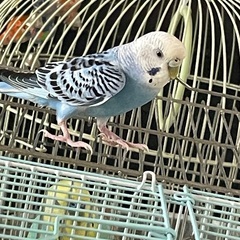 きれいな水色のセキセイインコ　2歳くらい