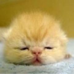 😸全国雑談通話グルチャ😸😸一緒に盛り上げてくれる方募集😸😸 - さいたま市