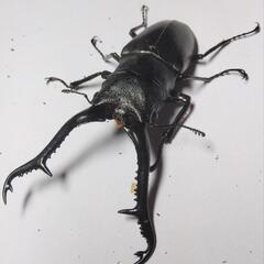 ギラファノコギリクワガタ新成虫ペア⑤