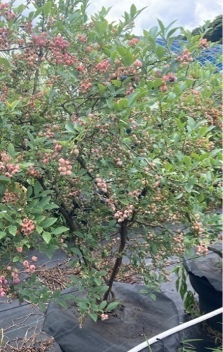 ブルーベリー成木