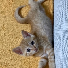 モカちゃん可愛すぎて🩷