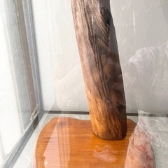 ヤマドリの剥製の画像
