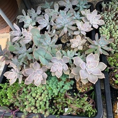 多肉植物　セダム　ポリポット苗②の画像