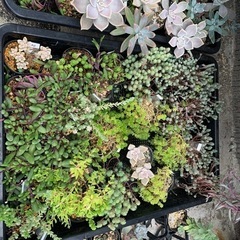 多肉植物　セダム　ポリポット苗②の画像