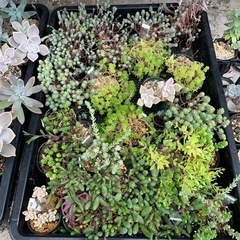 多肉植物　セダム　ポリポット苗②の画像