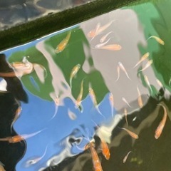 取引中⭐️
メダカ　選外　10匹　の画像