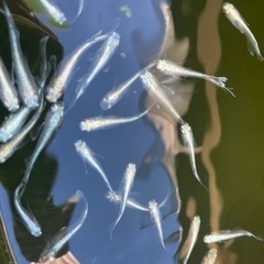 メダカ　10匹
の画像