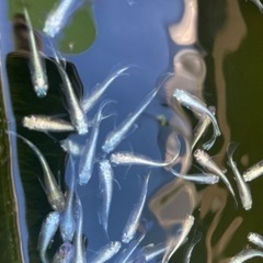 メダカ　10匹
の画像