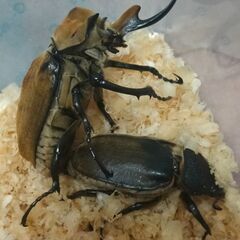 エレファスゾウカブト初〜2令幼虫3頭セット