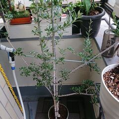 終了／観葉植物 オリーブの木