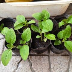 金胡麻の苗２本  ＥＭ菌栽培
