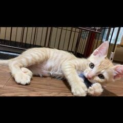 ★穏やかな茶トラくん★3ヶ月