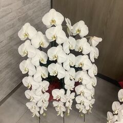 胡蝶蘭　安価でお譲りします
