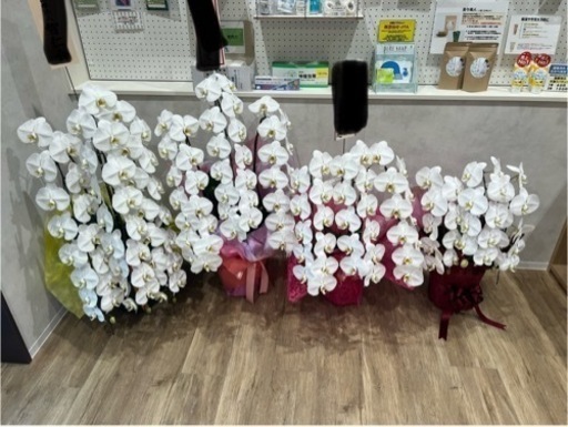 胡蝶蘭など鉢植えたくさん