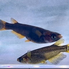 メダカ 雪小町 ピュアホワイトめだか 稚魚10匹 : めだかの市場 - 通販 - Yahoo!ショッピング