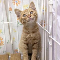 【譲渡決定】小柄でかわいいオス茶トラの子猫です