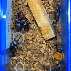 カブトムシ クワガタ ※残りわずか