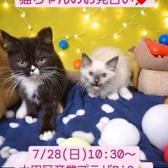 7/28(日)譲渡会。生後4か月 長足マンチカン♂コンビ(⋈◍＞...