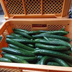 夏きゅうり🥒本日取引できる方✨