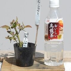 ブルーベリーの苗木2株～配布 #35