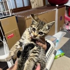 懐っこい可愛い子です！決まりました！