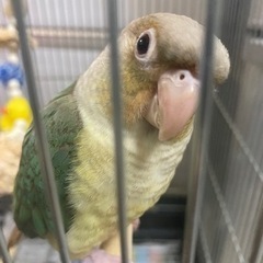 ウロコインコが逃げました【自力で帰ってきました😭】