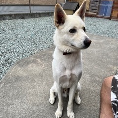 里親様決まりました。白犬　オス　3歳　