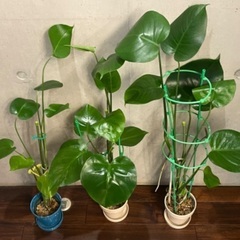 観葉植物　多数　育てていただける方差し上げます