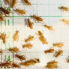 イエコオロギ8〜10mm・400円/100匹の画像
