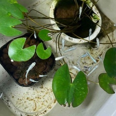 メダカ（幹之）差し上げます