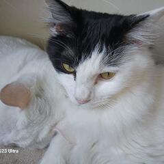 甘えん坊猫