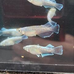 めだか　メダカ　10匹の画像