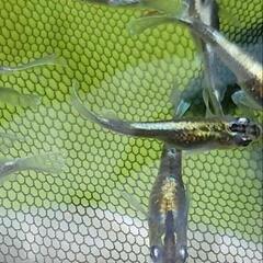 めだか　メダカ　10匹