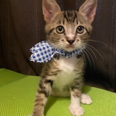 優しい困り顔ボーイ（動画あり）