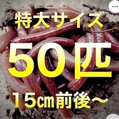 ドバミミズ50匹　特大　鰻釣り　鯉