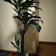 観葉植物の画像