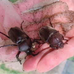 【最短当日渡し可】カブトムシ オス・メス  成虫 たくさん ★ ...
