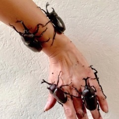 【最短当日渡し可】カブトムシ オス・メス  成虫 たくさん ★ ...