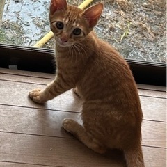 トラちゃん（♂)生後2ヶ月半