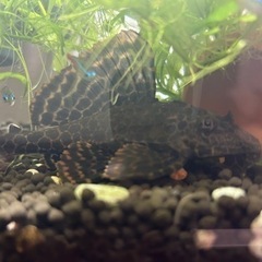 プレコ 熱帯魚