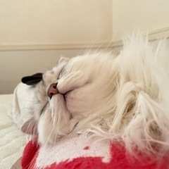 ゆるく仲良くできる方を探しています！