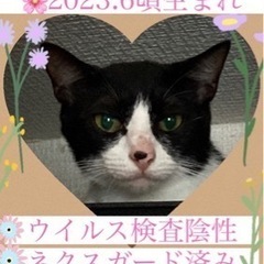 里親募集中‼️