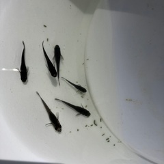 【交渉中】メダカ 稚魚 選べる セット 組み合わせ自由 10匹400円の画像