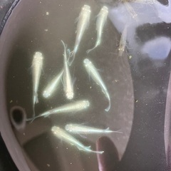 【交渉中】メダカ 稚魚 選べる セット 組み合わせ自由 10匹400円の画像