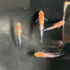 【交渉中】メダカ 稚魚 選べる セット 組み合わせ自由 10匹400円