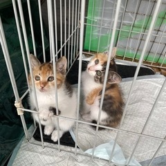 推定生後2ヶ月　可愛すぎる三毛猫ちゃん